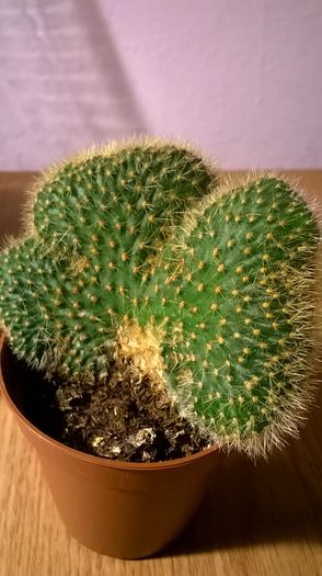 WP_20160229_19_15_02_Pro - Cactusi si suculente
