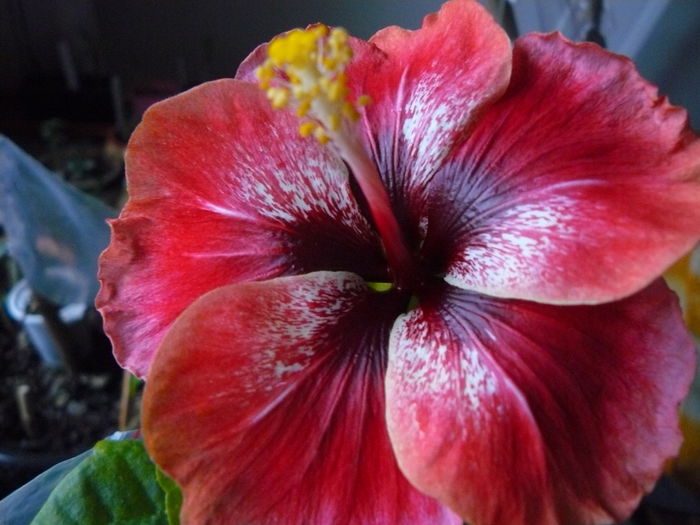 P1050122 - Tahiti Red si Tahitian Queen