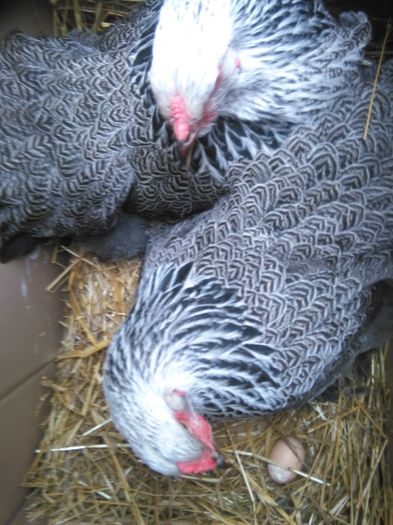 IMG_20160304_155328; 04.03.2016 BHI Karambeau
