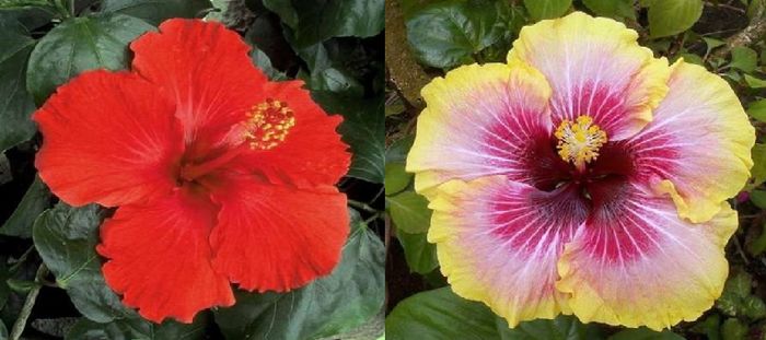 Hibiscus Tahiti Red & tahitian Queen - Tahiti Red si Tahitian Queen