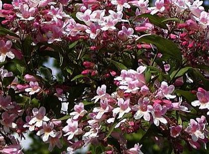 kolkwitzia-amabilis-pink-cloud