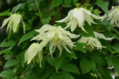 lemon dream - CLEMATITE - Inventar