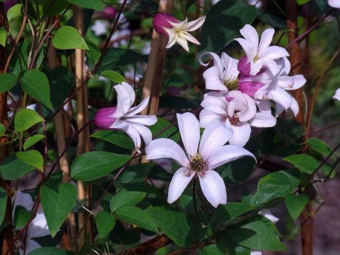 -Clematis-Princess-Kate - CLEMATITE - Inventar