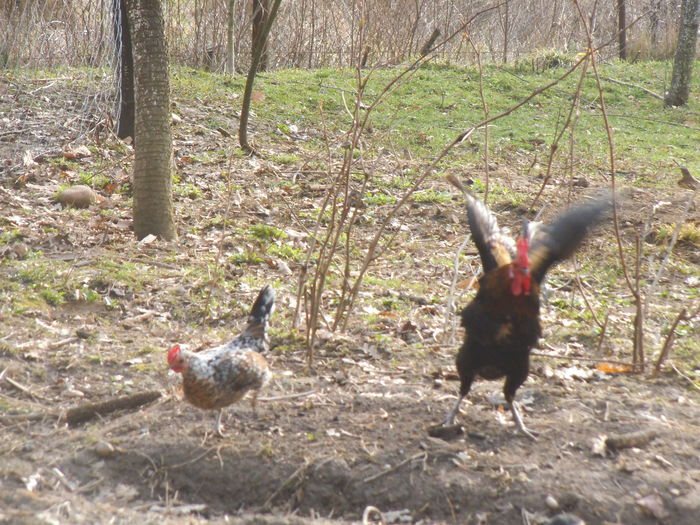 DSCF7148 - gainile mele pitice la gramada 2