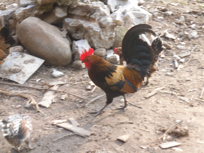 DSCF7153