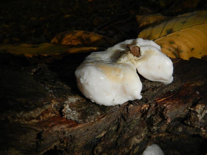 12049476_866369756791915_3020165924688006935_n - Reticularia lycoperdon