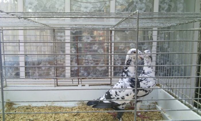 m 2015 f 2015 aceiasi per 15