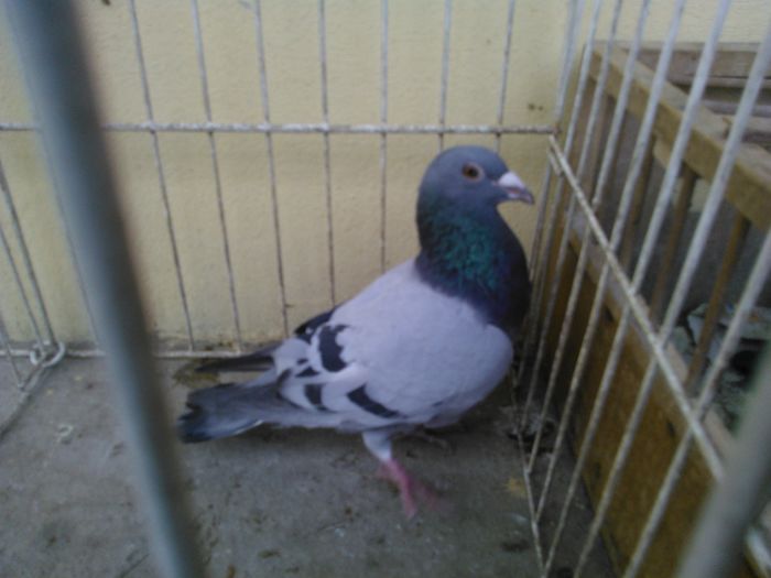 Portugal 14