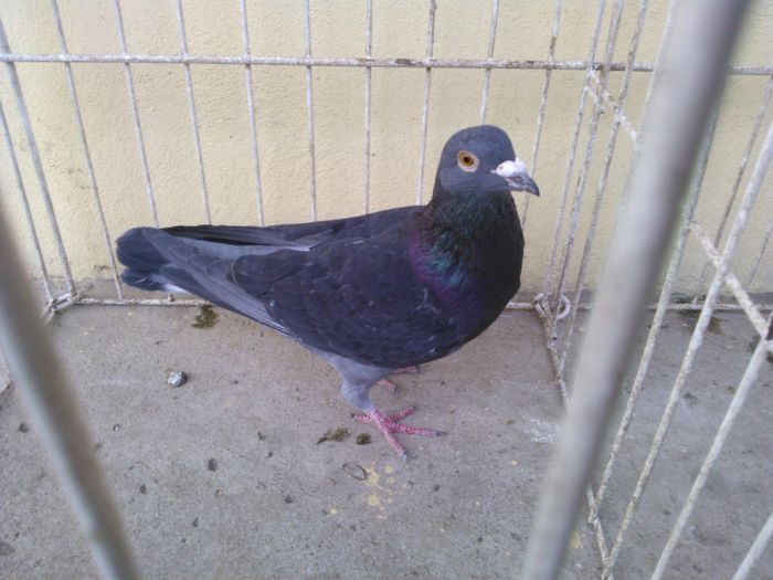 NL 14+talon