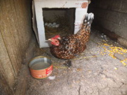 105990125_YNAVURN3 - aaaa poze pentru Iovanica2