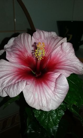 033