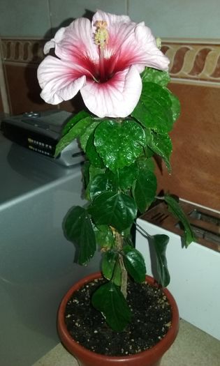 036
