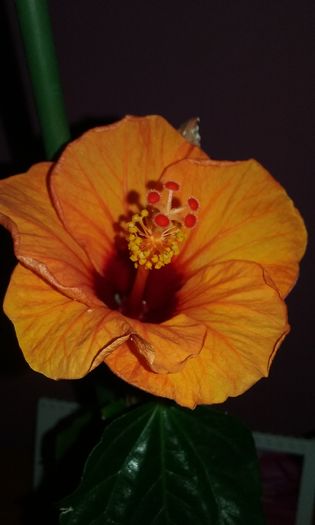 004