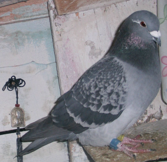 APDC2639 - 26 02 2016Imperechere porumbei