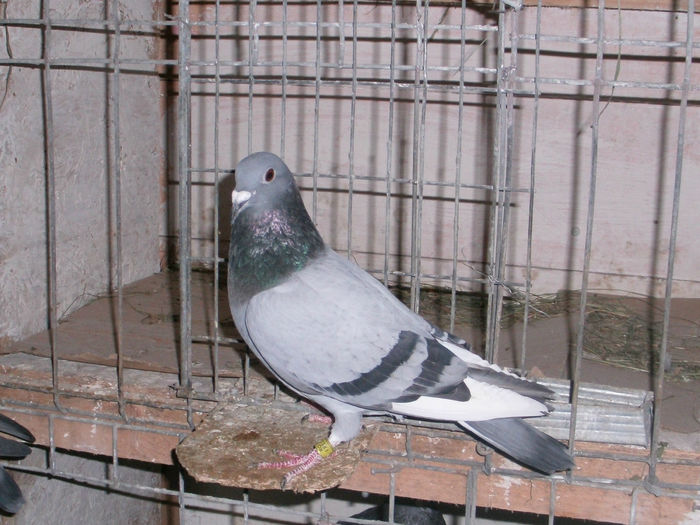 APDC2641 - 26 02 2016Imperechere porumbei
