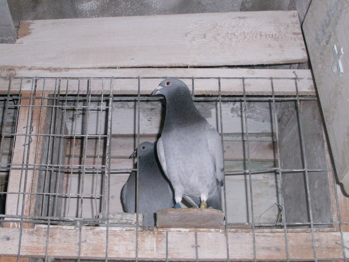 APDC2647 - 26 02 2016Imperechere porumbei