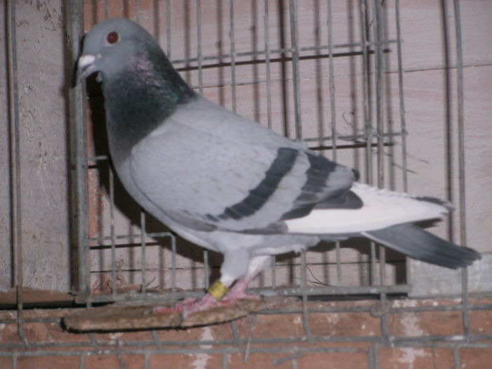 APDC2666 - 26 02 2016Imperechere porumbei