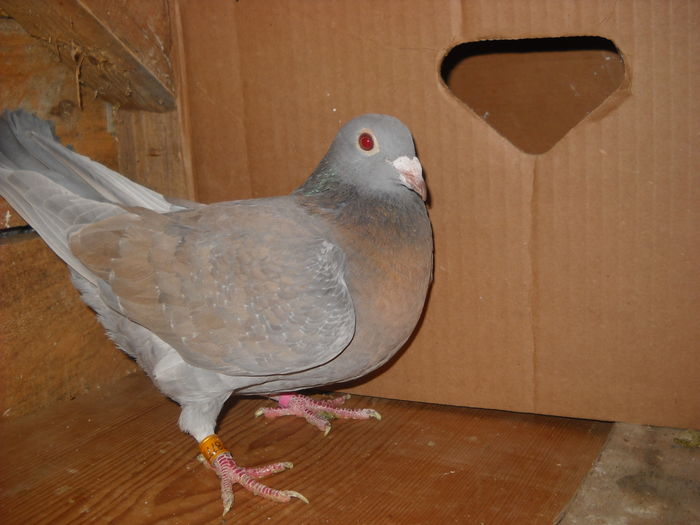 DE LA CRISTI 07-SALAJ -PLECATA