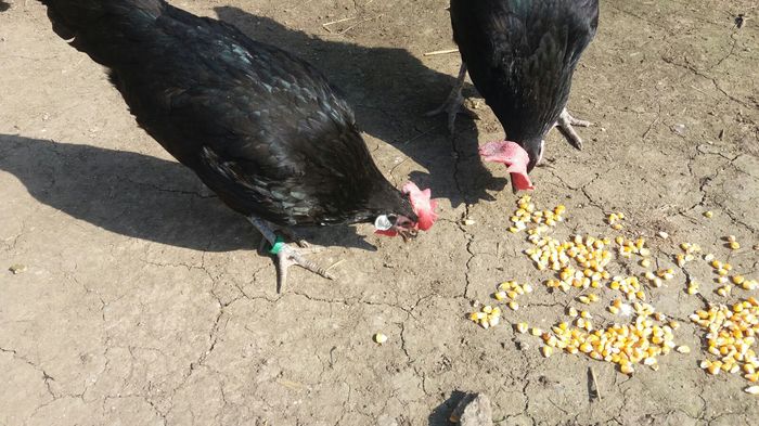 IMG-20160303-WA0008; Achizitie noua.
