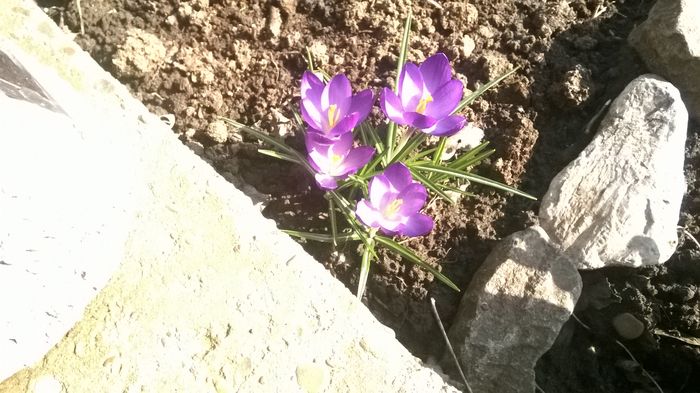 WP_20160305_003 - stanjenei si crocusi