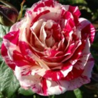 ferdinand-pichard - imi doresc acesti trandafiri