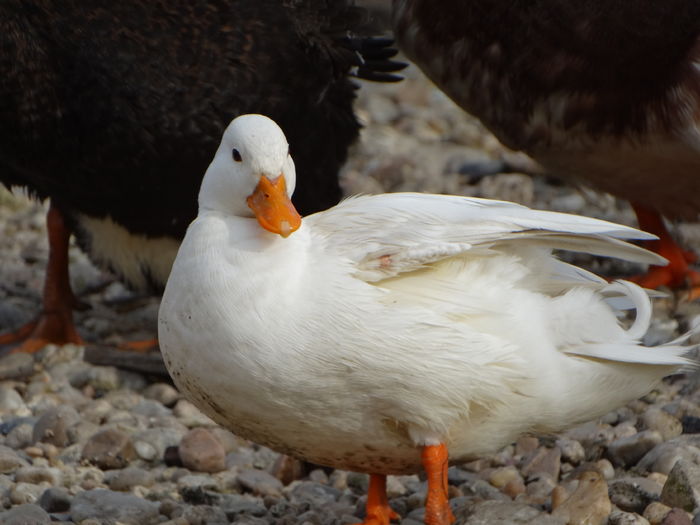 DSC09529 - Rate pitice