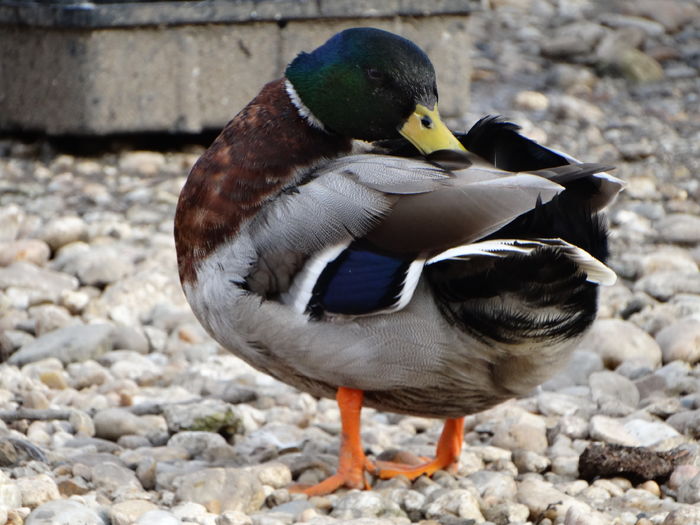 DSC09531 - Rate pitice