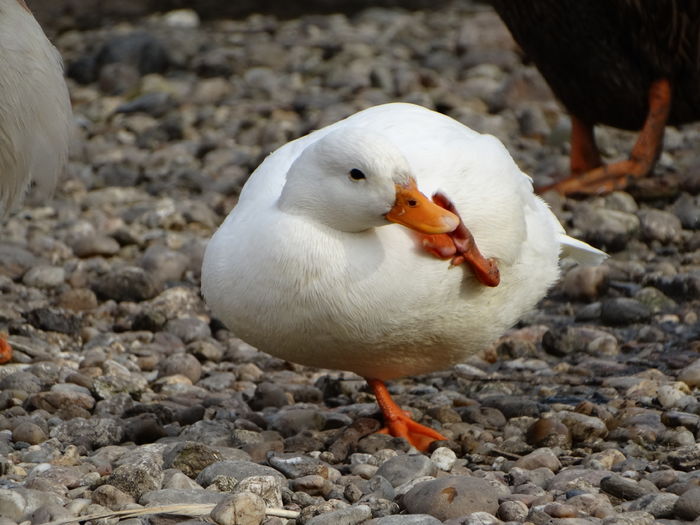 DSC09533 - Rate pitice