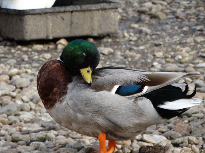 DSC09540 - Rate pitice