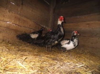 105797501_DJEUCNR3 - pasari de rasa-ratele melel lesesti