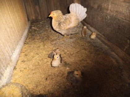 105257555_LDYHUWD3 - gainile mele pitice la gramada 2