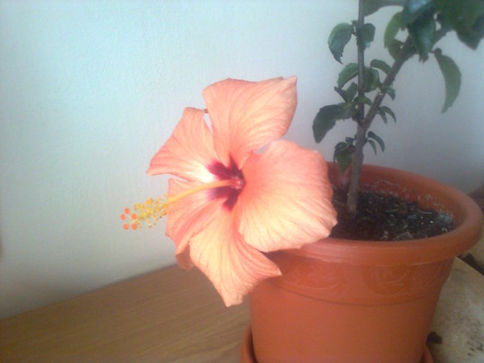 Astazi 6-03-2016 - HIBISCUS 02