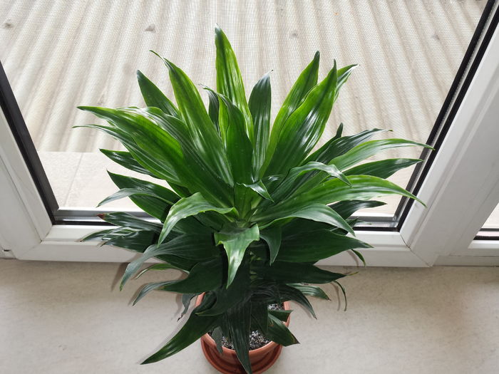 Trimis la - ankutaC.sunphoto.ro; Dracaena Janet Craig Compacta (40 cm inaltime, fara ghiveci)
