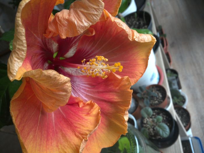 A doua floare , minunata