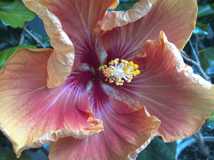 aproape de culoarea originala