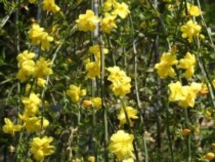 679814_jasminum-nudiflorum-iasomie-de-iarna_1