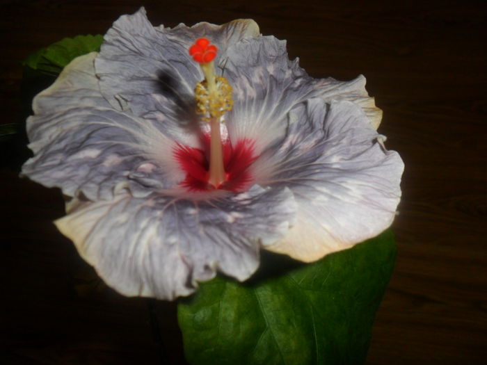010 - hibiscusi 2016-1