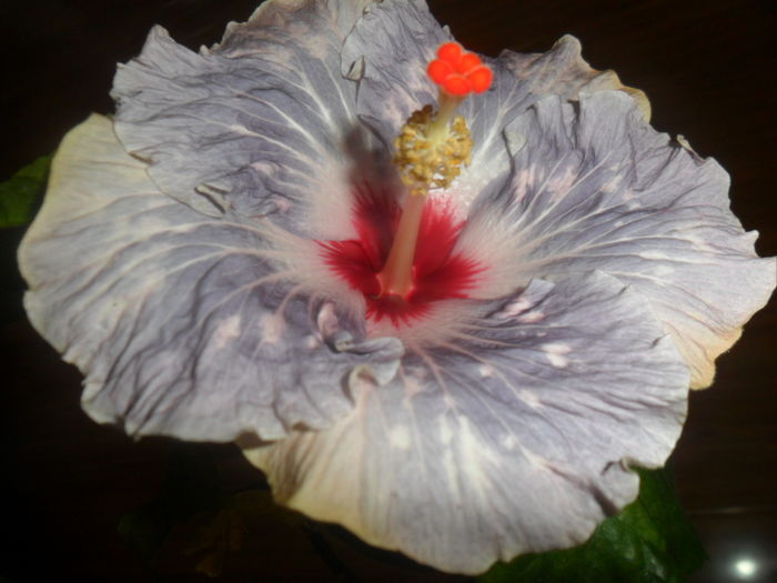 017 - hibiscusi 2016-1