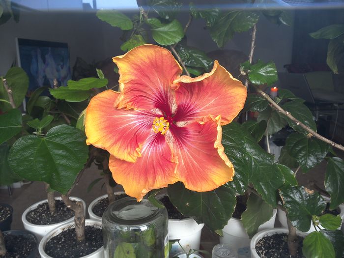 poza facuta din balcon