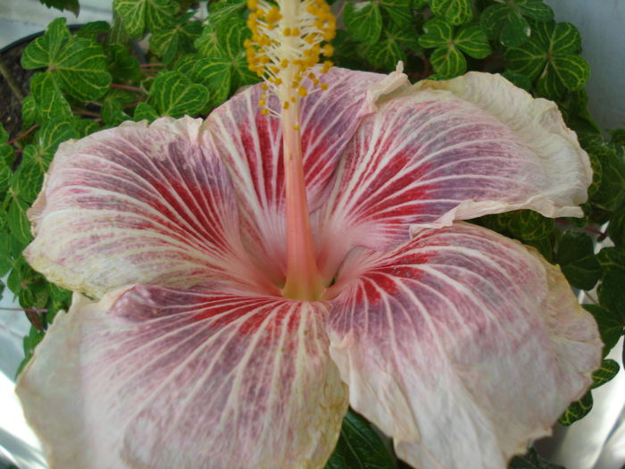 DSC04723 - HIBISCUS 2016