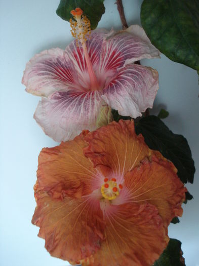 DSC04734 - HIBISCUS 2016
