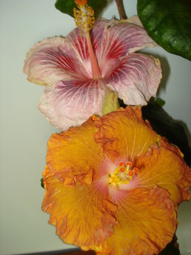 DSC04735 - HIBISCUS 2016