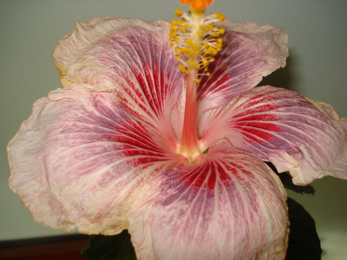 DSC04718 - Hibiscus Eye of the Storm