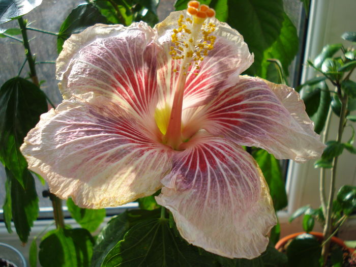 DSC04719 - Hibiscus Eye of the Storm