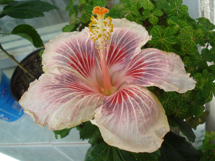 DSC04721 - Hibiscus Eye of the Storm