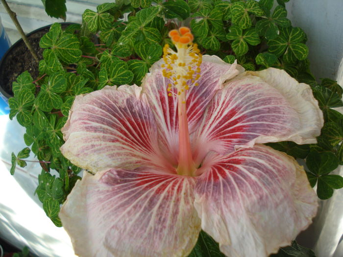 DSC04722 - Hibiscus Eye of the Storm