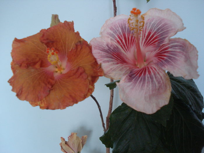 DSC04728 - FLORI 2016