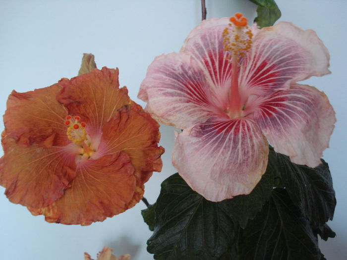 DSC04729 - FLORI 2016