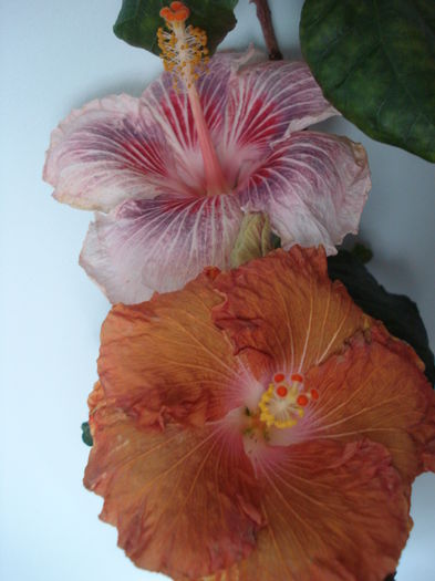 DSC04736 - FLORI 2016
