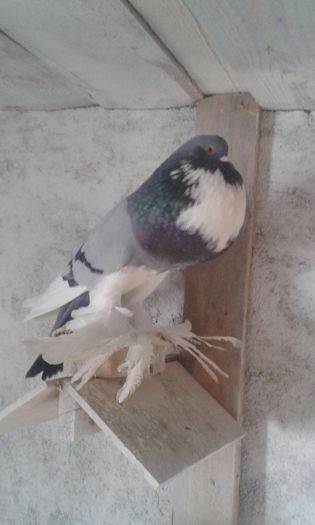masc.2014 - Gusati de pomerania 2016